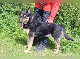 Nana, Mix Schäferhund / Collie, lieb und sozial