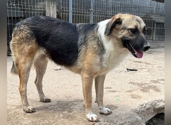 KORA❤️sanfte Seele sucht sehnsüchtig ein liebevolles Zuhause & Geborgenheit
