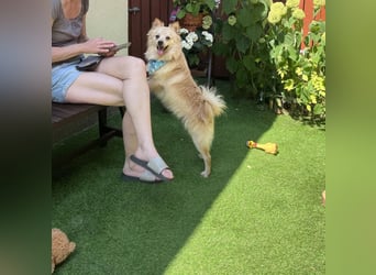 Biscuit SR – junger Herzensbrecher sucht liebevolles Zuhause