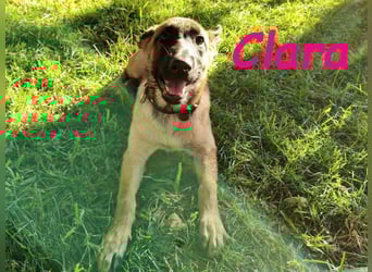 Clara geb. 04/2025 (ESP) - verspielte, lebensfrohe und gesellige Malinois Welpin!
