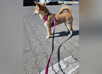 Shiba inu Welpen.   vom Haus Joe   ,Liebhaberzucht