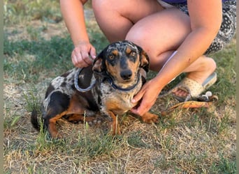 Rocky, geboren 06.2023, 27cm sucht sein Zuhause