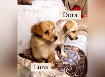 Dora