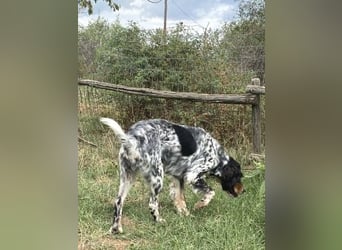 Lola - freundliche, menschenbezogene Setter-Mix-Hündin