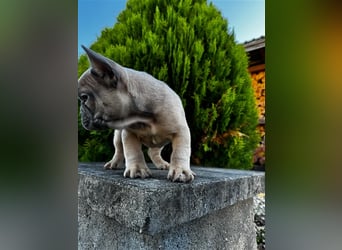 2 wunderschöne Welpen -Blue(grau) und fawn -Mädels