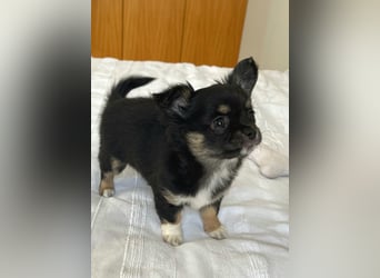 Fröhliche Chihuahua-Hùndin