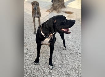 Leo, sucht seine Familie