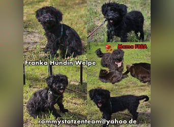 Franka hat einige Flausen im Kopf