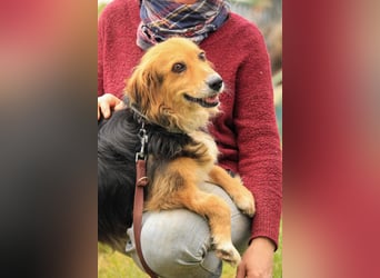 Betti VA – Eine liebevolle Gefährtin auf der Suche nach ihrem Wohlfühl-Zuhause