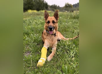 Tilo (Spanien) – ein liebevoller Vagabund auf vier Pfoten