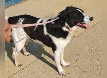 COOPER 3, Bildhübsch und lieb