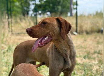 Daisy, geboren 01.12.2023, 58cm sucht ihre Menschen