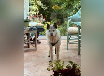 Arno sucht ein Zuhause