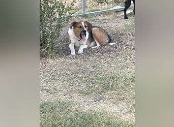 Simba - wer gibt dem lieben Rüden eine Chance