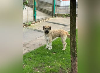 ♥STRUPPI♥ neu auf Pflegestelle bei Köln - sehr hübscher, ganz lieber Junghund 49 cm