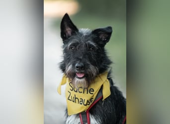 Süsse Phoebe sucht ihr Für-Immer-Zuhause!