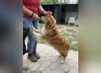 Ralph sucht endlich ein Körbchen