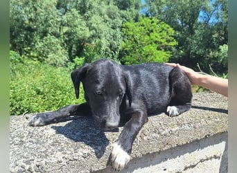 Loki, Mischling