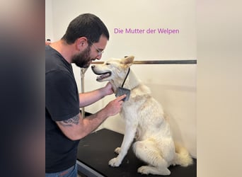 MILA hatte Glück im Unglück - jetzt fehlt ihr nur noch ein gutes Zuhause.