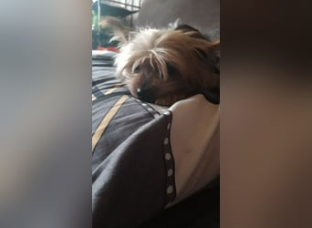 LITTY - die kleine Maus sucht ein behütetes Für-Immer Zuhause.
