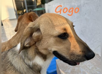 Gogo geb. 10/2024 (GRC) - unglaublich liebe, fröhliche und ausgeglichene  Junghündin!