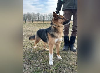 Rosmary, geb. 06/2021, 51 cm, sucht ihr Glück