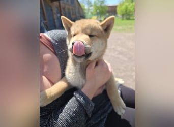 Shiba inu Welpen.   vom Haus Joe   ,Liebhaberzucht