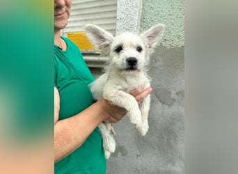 Snoopy, geboren 01.05.2025, 23cm sucht sein Körbchen