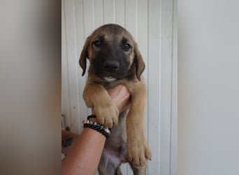 Rudi - sucht noch sein Körbchen