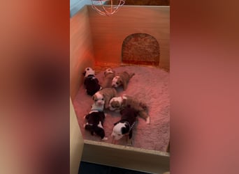 Englische Bulldoggen Welpen– 7 süße Mädels suchen bald ein Zuhause!