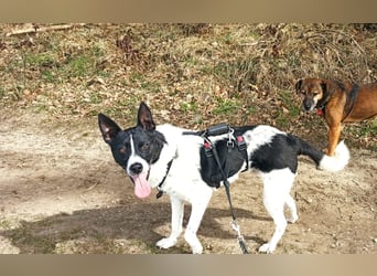 Oreo wartet in der Nähe von München