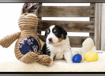 Zuckersüße kleine  Australian Shepherd Babys