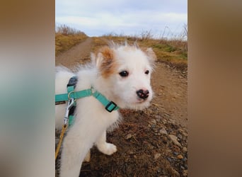Fröhlicher Welpe Buddy