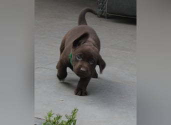 LABRADOR WELPEN Reinrassig mit Ahnentafel - GRAU und BRAUN - Beste Familienzucht