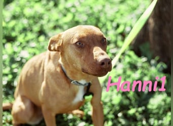Hanni1 10/2021 (ESP) - anhängliche, gesellige und fröhliche Labrador-Podenco-Mix Hündin!