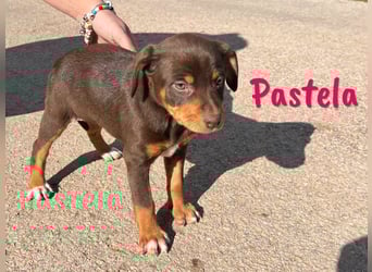 Pastela 12/2024 (ESP) - verspielte, kleine Bodeguero-Pinscher-Mix Welpin!