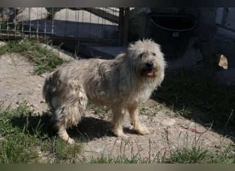 CHESTA sucht ein Zuhause