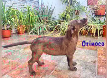 Orinoco geb. 03/2025 (ESP) - aufgeweckter Labrador-Mix Welpe!