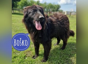 Bosko ein toller Rüde