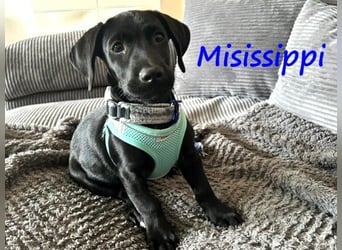 Misissippi geb. 03/2025 (in Deutschland) - kleiner Labrador-Mix Welpe!
