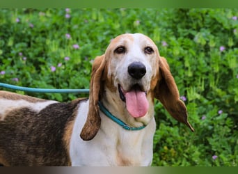 Bassant  - Basset Hound, lieb und verträglich