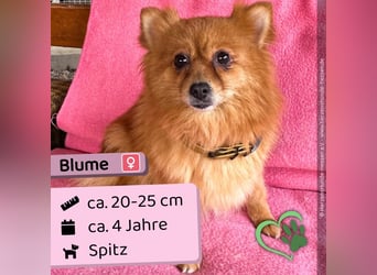 Blume