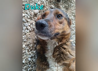Duke 02/2021 (GRC) - dringend Pflegestelle oder Zuhause gesucht!