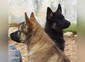 Eurasier - A. Malamute Nord-Hybrid Welpen suchen ein liebevolles Zuhause