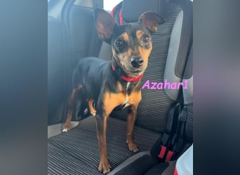 Azahar1 geb. 07/2022 (ESP) - lustige und anhängliche, kleine Pinscher-Mix Hündin!