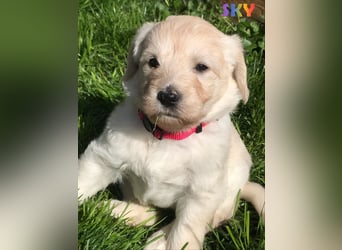 Goldendoodle & Labradoodle Labrador+Golden+Retriever+Pudel Welpen