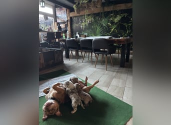 Exquisit Bulladors (Labrador, English Bulldogge)mit vollen Papieren, Ahnentafeln, Gesundheitszeugnis