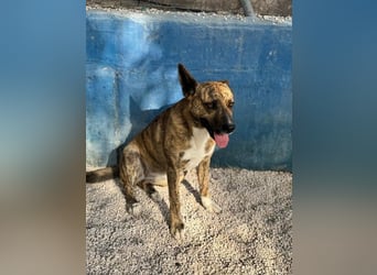 Bimba, freundlich lustig und sozial