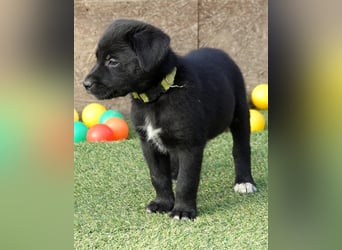 Australian Shepherd Labrador Welpen Aussiedor