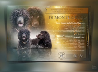 Irish Water Spaniel Welpen / Nichthaarend / FCI - VDH Zucht